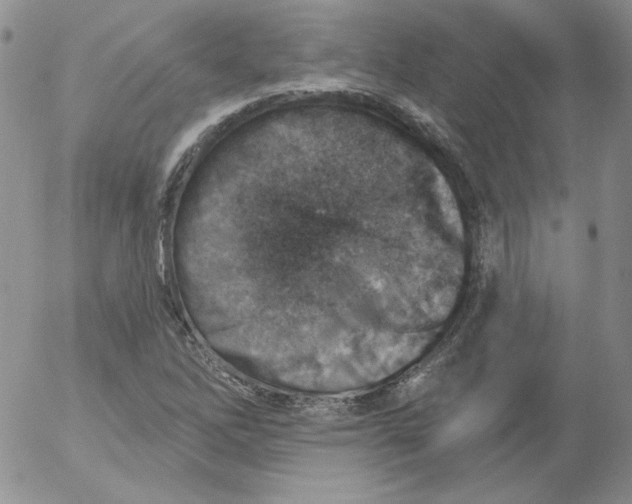 X0000053081262200508011957