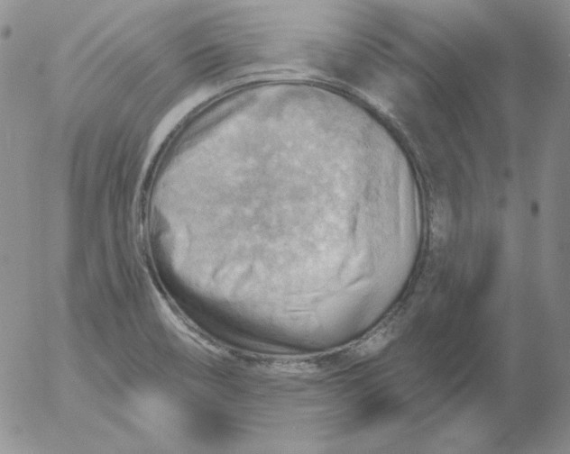 X0000053081466200508011953