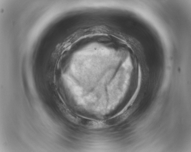 X0000053080093200508081256