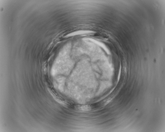 X0000053080383200508081251