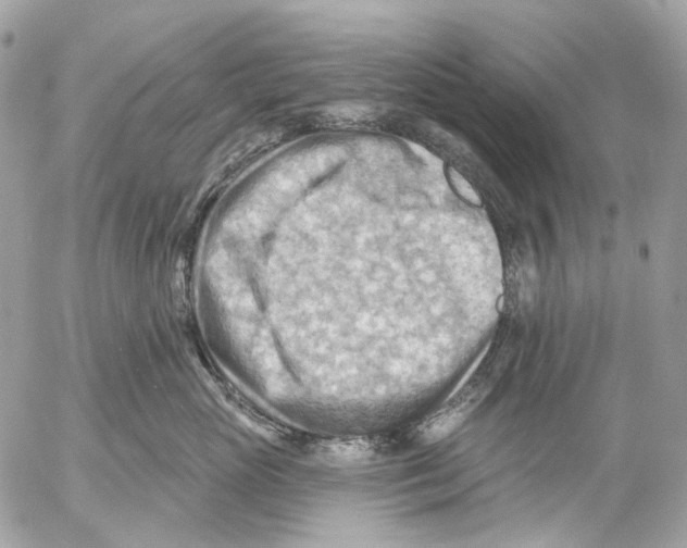 X0000053080765200508081245