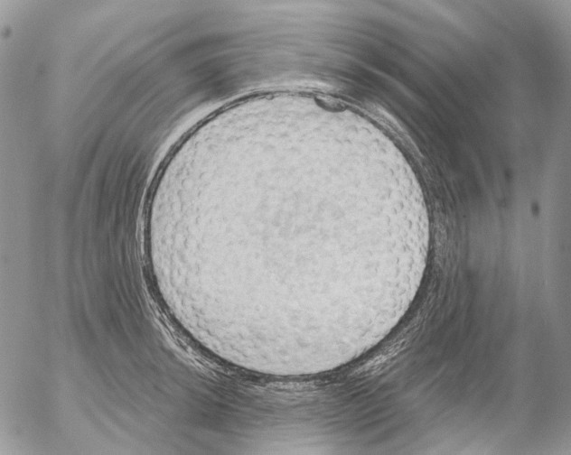 X0000053081044200508081240