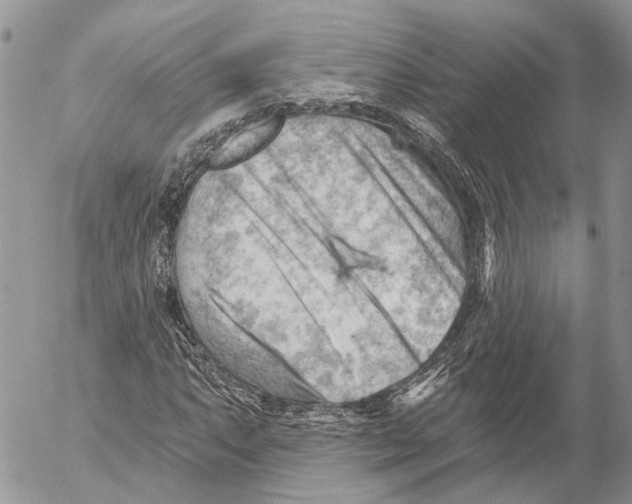 X0000053081063200508081239