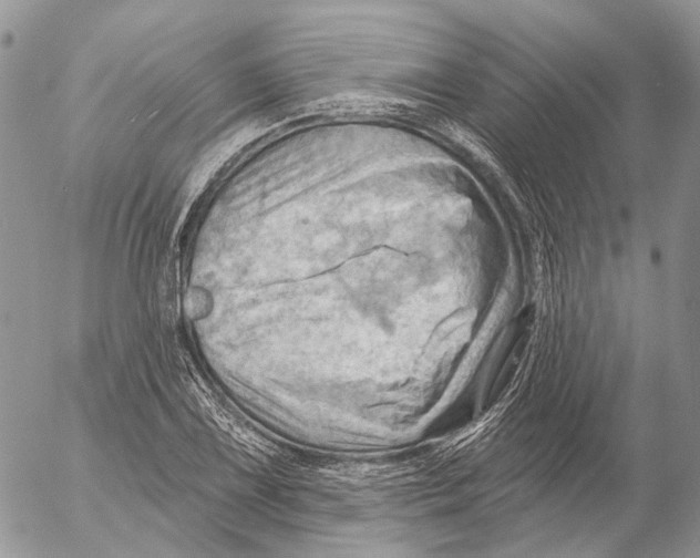 X0000053081075200508081239