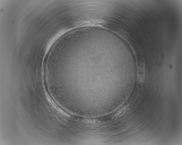 X0000053101096200507111217