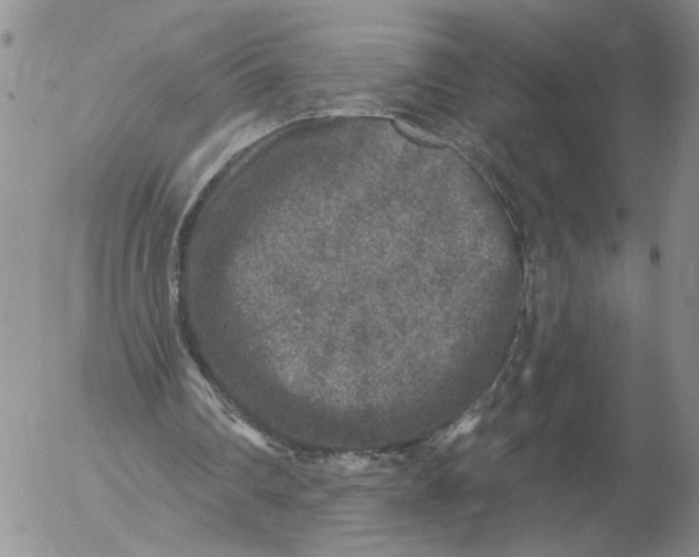 X0000053100290200508012106