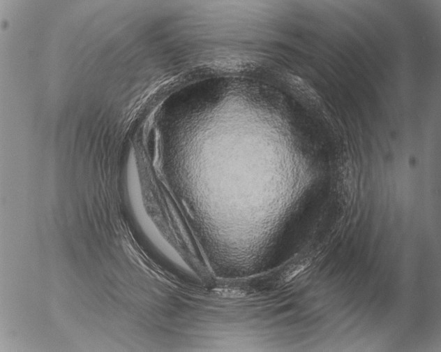 X0000053100596200508012101