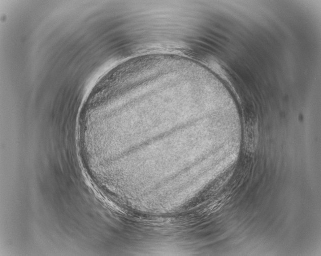 X0000053101096200508081330