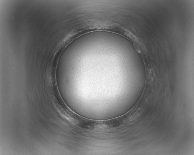 X0000053110203200507251706