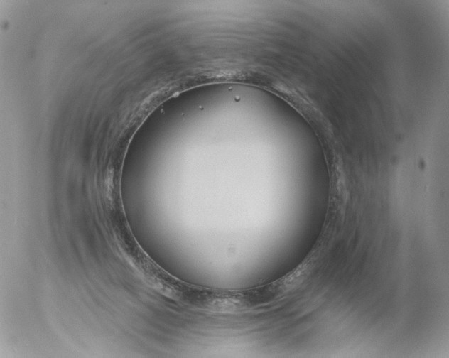 X0000053120066200508012202