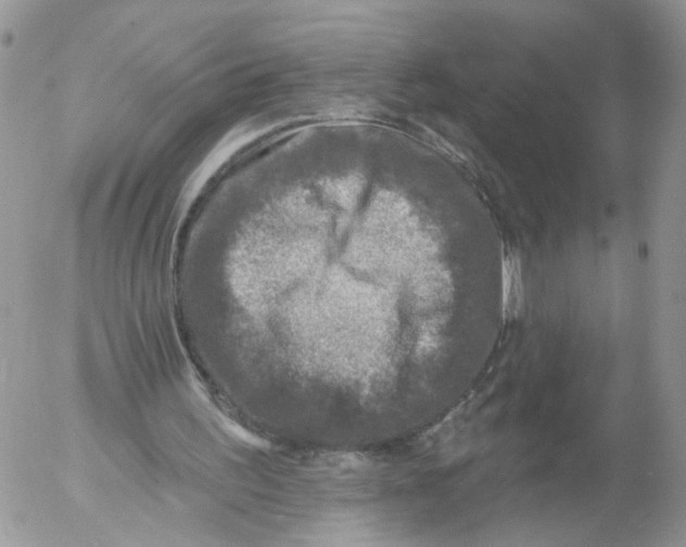 X0000053120195200508012200