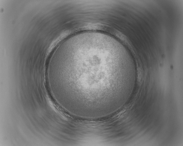 X0000053120486200508012155