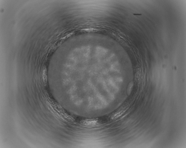 X0000053120651200508012152