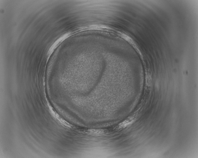 X0000053120954200508012148