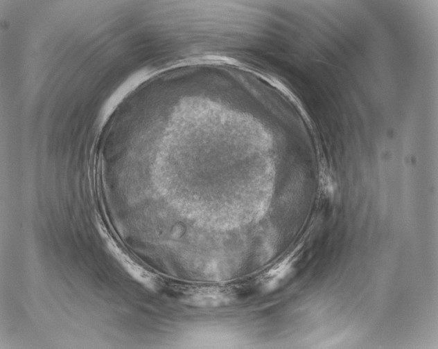 X0000053121054200508012146