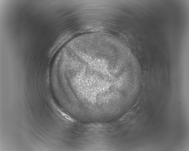 X0000053120194200508081300