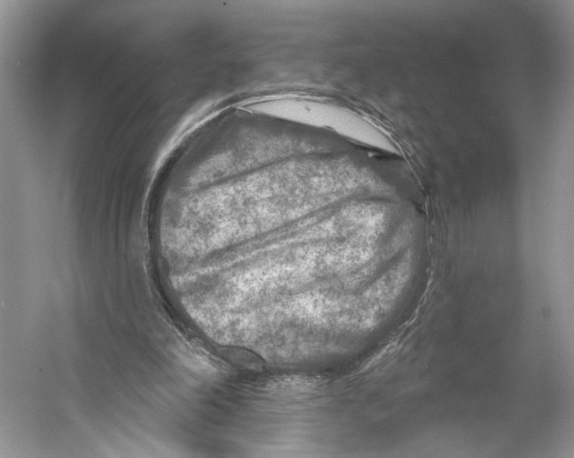 X0000053120198200508081300