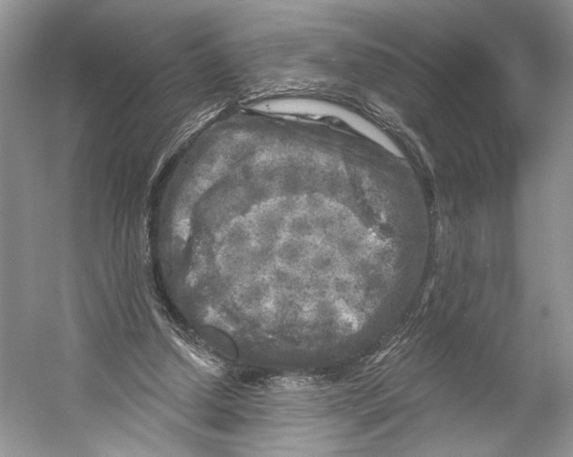 X0000053120250200508081259