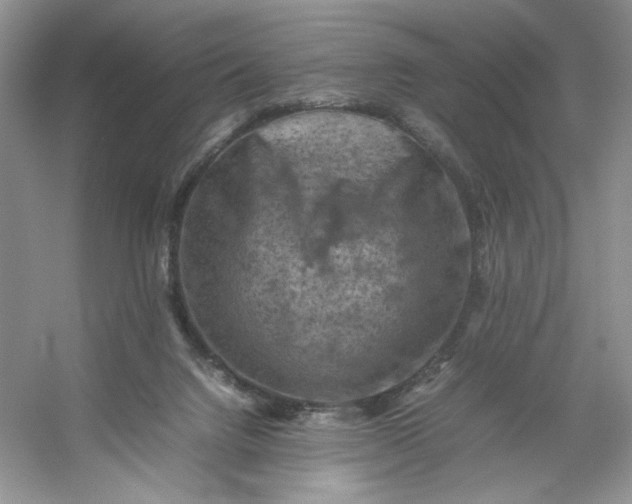 X0000053130072200507251800