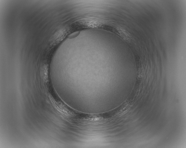 X0000053130646200507251750
