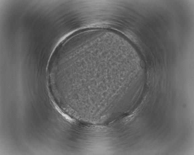 X0000053130838200507251747