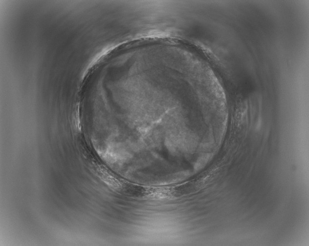 X0000053131262200507251740