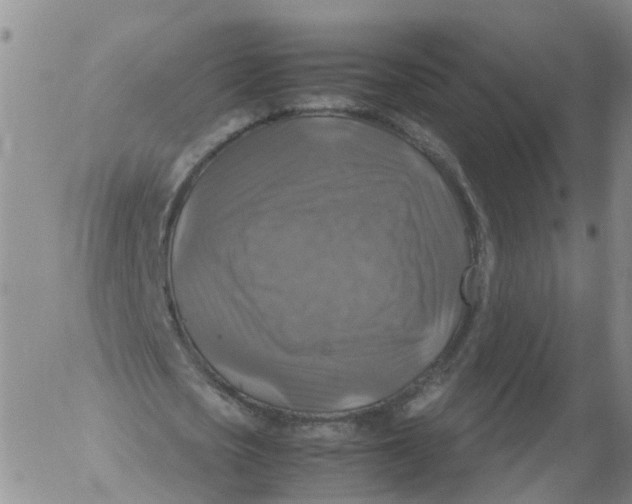 X0000053130721200508012216