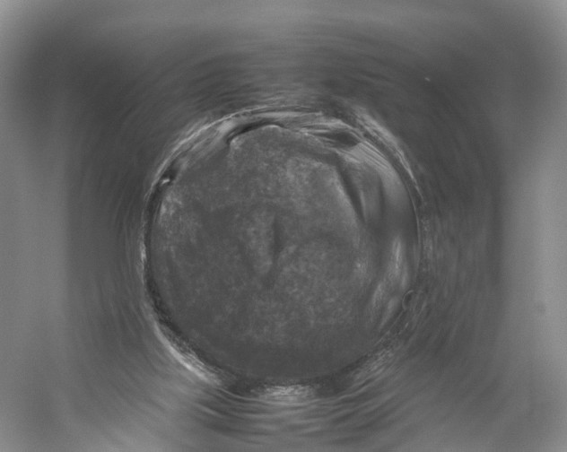 X0000053130059200508081329