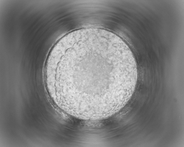 X0000053130856200508081316