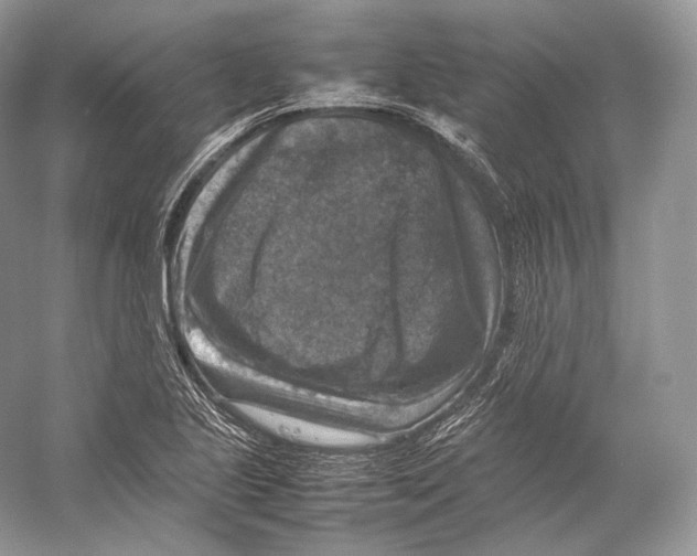 X0000053131221200508081309