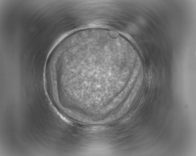 X0000053131294200508081308