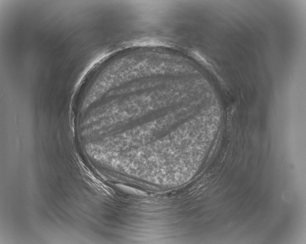 X0000053131408200508081306