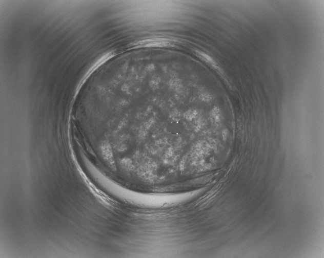 X0000053131426200508081306