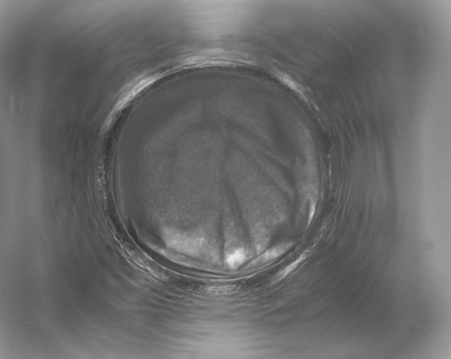 X0000053131453200508081305