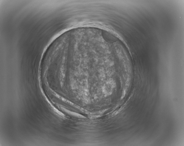 X0000053131525200508081304