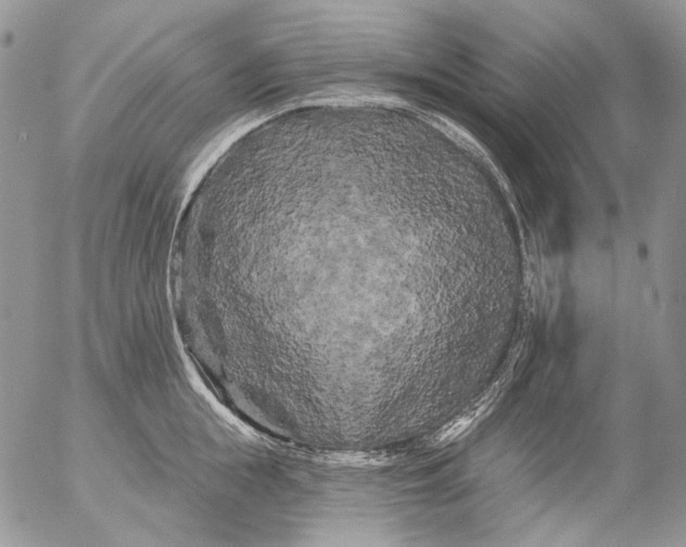 X0000053140855200508012242