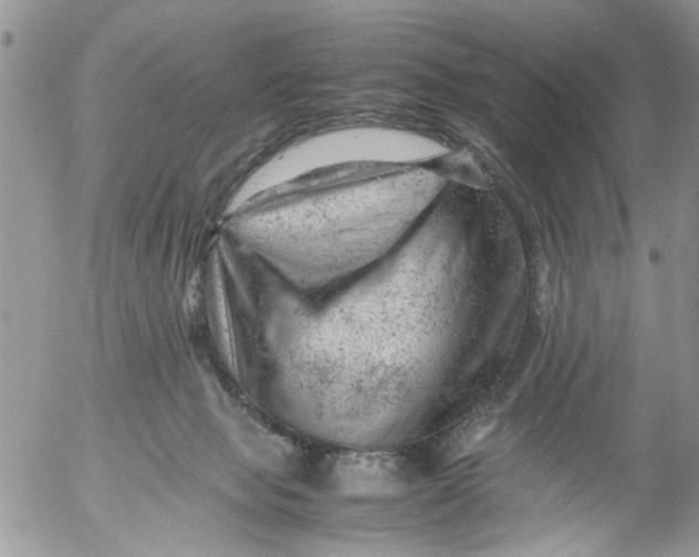 X0000053150077200508012321