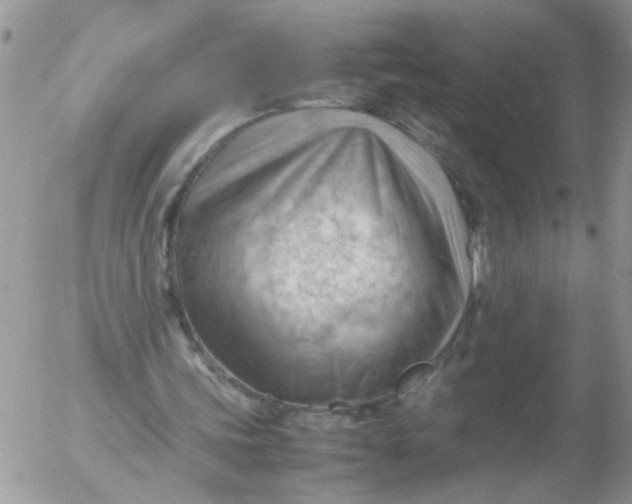 X0000053150339200508012315