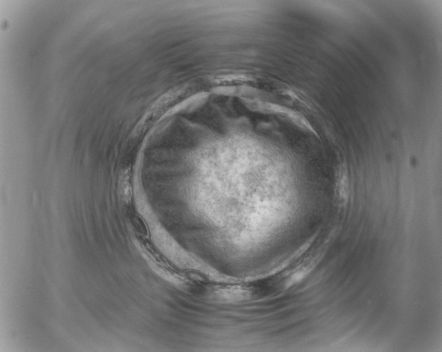 X0000053150383200508012316