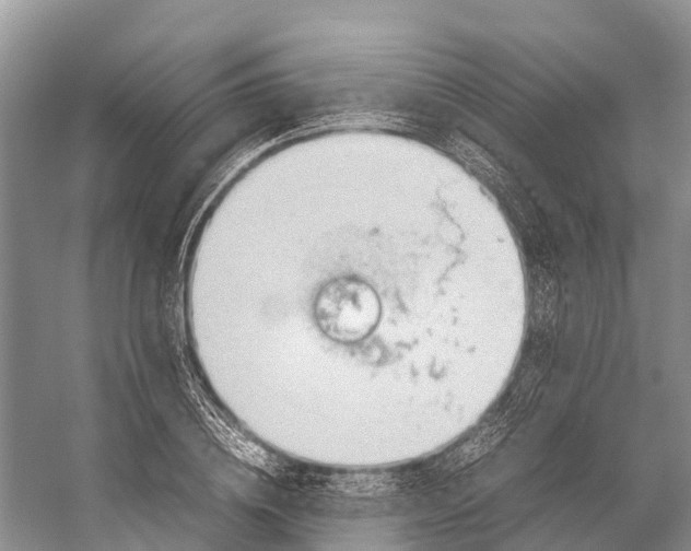 X0000053150836200508081408