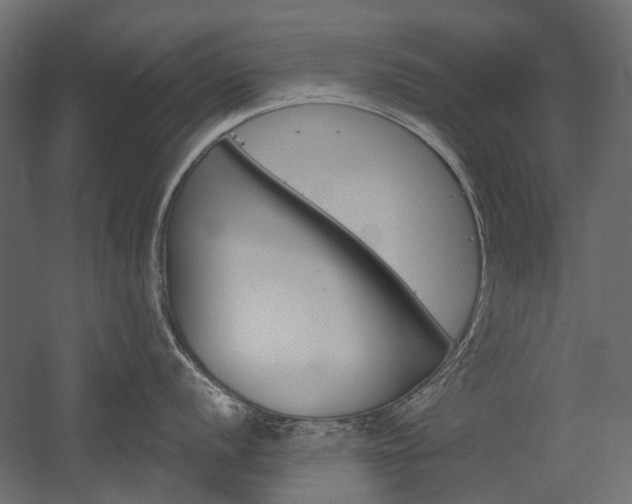 X0000054361056200507290800