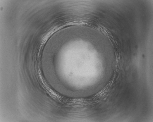 X0000054360145200507291030