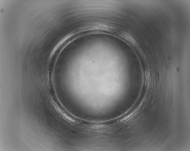 X0000054360780200507291020