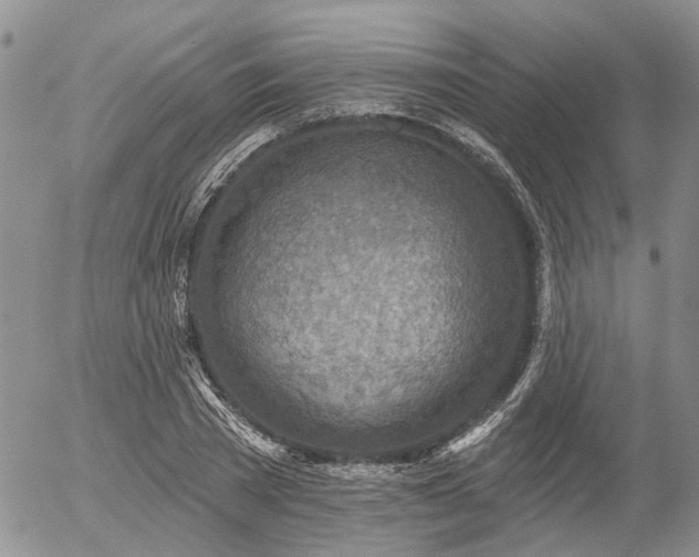 X0000054360785200507291020