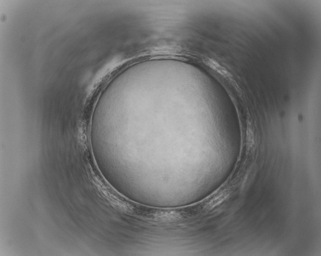 X0000054361454200507291009