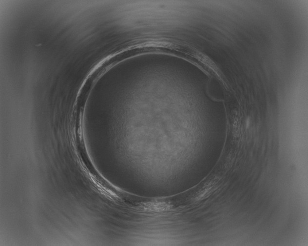 X0000054361024200508011215