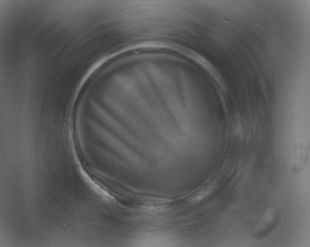 X0000054360958200508121510