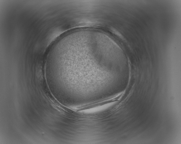 X0000054361259200508121505