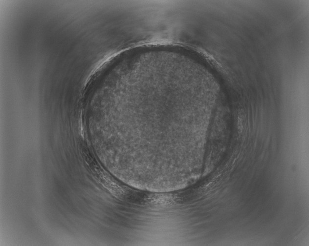 X0000054361262200508191810