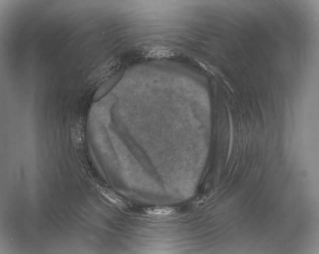 X0000054360517200508262318